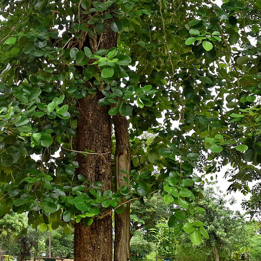 Palm Beach Medicinal Herbs - Red Sandalwood Tree (Pterocarpus santalinus) - Packet of 5 Seeds