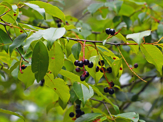 Black Cherry Trees for Planting |Live Seedlings - No California (3 Trees)