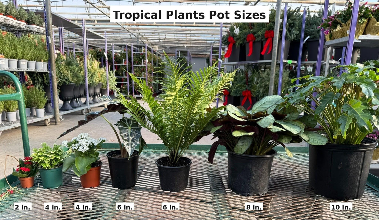 RedCrocus - RedCrocus Dwarf Brush Cherry Eugenia m. 'Globulus' 3 Ball Standard Evergreen Shrub, Perfect for Gardens & Containers, Floral Spring Blooms, Pet Warning 12" Pot