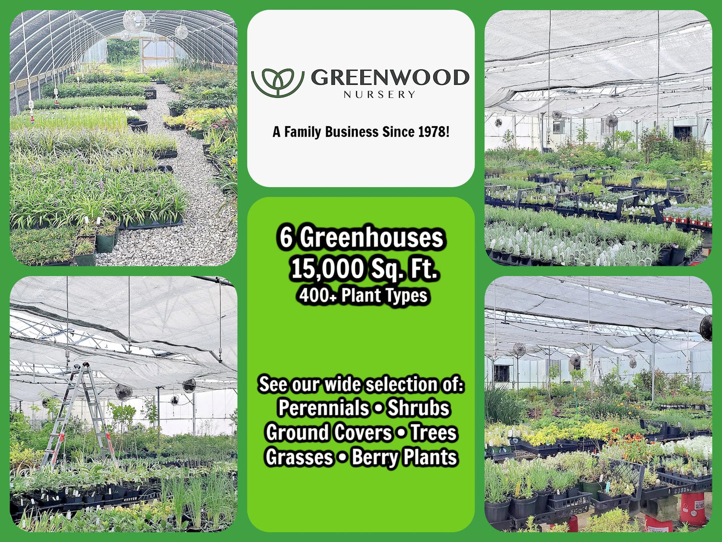 Greenwood Nursery: Live Perennial Plants - SuperBlue Lavender + Lavandula Angustifolia - [Qty: 2X Pint Pots] - (Click for Other Available Plants/Quantities)