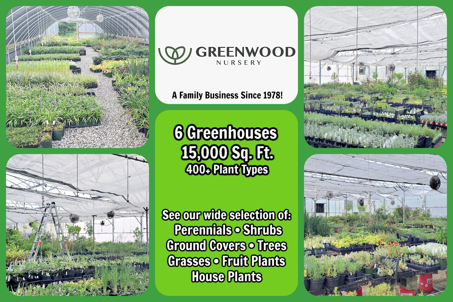 Greenwood Nursery: Live Perennial Plants - Munstead Lavender + Lavandula Angustifolia - [Qty: 2X 3.5 Pots] - (Click for Other Available Plants/Quantities)